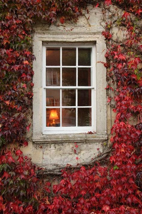 Ivy Window, Paris, France photo via marina Beautiful Windows, France Photos, Old Windows, Red Leaves, Window View, Autumn Beauty, Through The Window, Window Sill, The Window