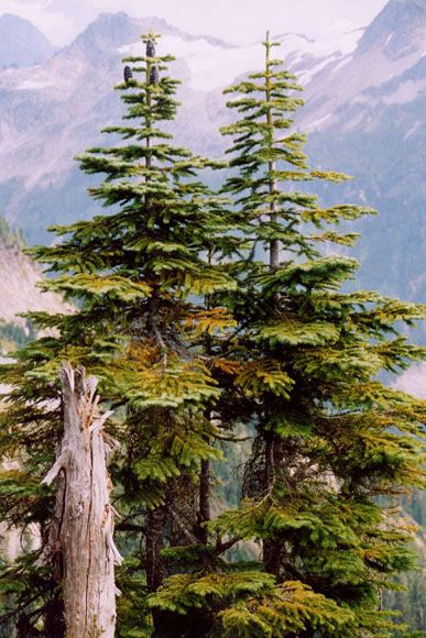 Silver Fir, Conifer Trees, Scenic Photos, Aspen Trees, Wild Plants, Tree Silhouette, Photo Tree, Botanical Drawings, Arte Popular