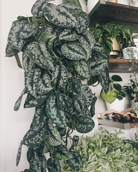 Forest Apartment, Scindapsus Exotica, Scindapsus Pictus Exotica, Scindapsus Pictus, Plant Wishlist, Houseplant Care, Plant Goals, Pattern Leaf, House Plant Pots