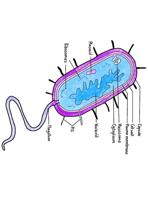 Illustration of a bacterial cell. Prokaryotic Cell Drawing With Label, Bacteria Cell Drawing, Bacterial Cell Drawing, Prokaryotic Cell Drawing, Bio Diagrams, Bacterial Cell Structure, Alevel Biology, Bacteria Cell, Academic Tips