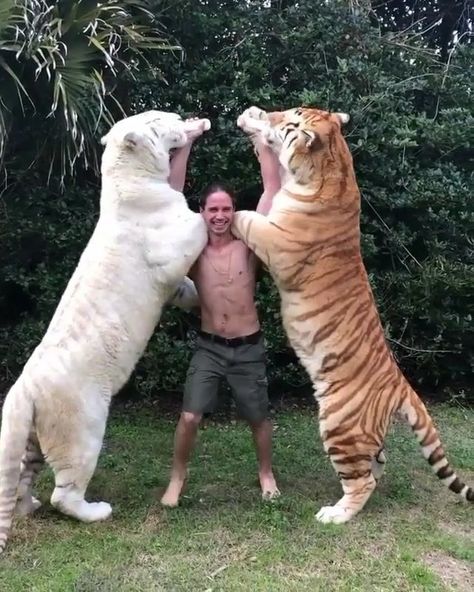 Kody antle feeding the two tigers Ram and Rhudra 🐯Insane! 🔥🐾 Would you dare? We can promote your photos in our account. Check the link in… Golden Tabby Tiger, Tabby Tiger, Golden Tabby, Golden Tiger, Funny Animal Jokes, Baby Animals Funny, Cute Funny Dogs, Cute Wild Animals, Cute Animal Photos