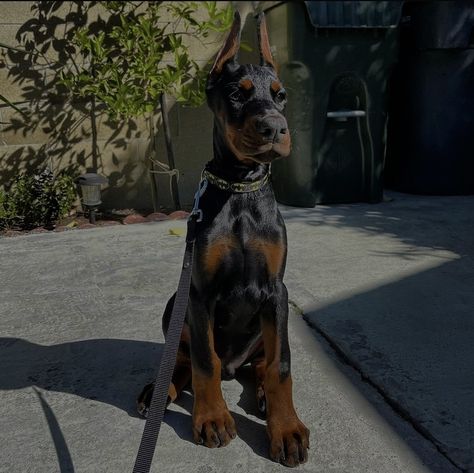 European Doberman, Doberman Love, Dog Mommy, Doberman Pinscher Dog, Scary Dogs, Doberman Puppy, Doberman Dogs, Pretty Dogs, Pitbull Puppies