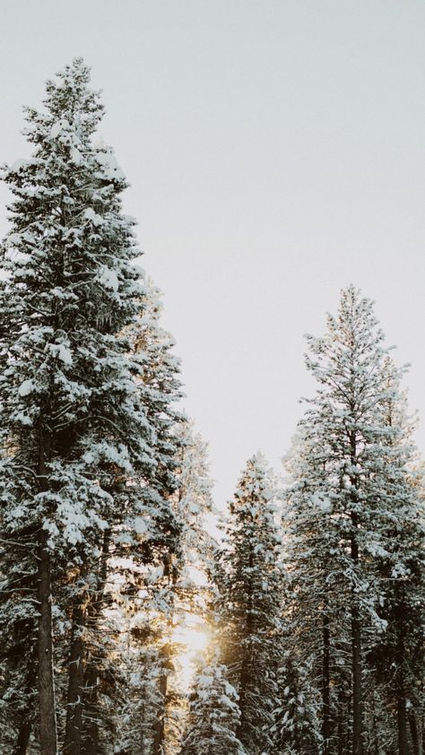 Minimalist Winter Aesthetic, Winter Astethic Wallpaper, Boho Winter Wallpaper Iphone, Winter Nature Pictures, Winter Iphone Wallpaper Aesthetic, Winter Trees Wallpaper, Hello January, Snow Aesthetic, Winter Iphone