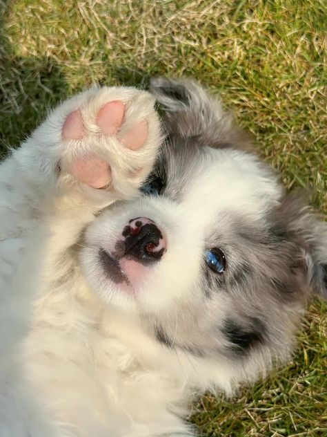 Big Fluffy Dogs, Dog Waiting, Cutee Animals, Cute Dogs Images, Very Cute Puppies, Aussie Puppies, Super Cute Puppies, Cute Small Animals, Cute Dog Photos