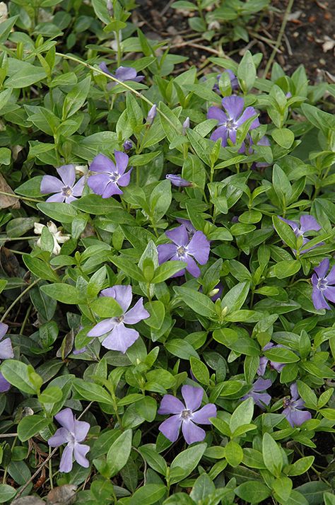 Creeping Myrtle, Periwinkle Plant, Vinca Minor, Farm Nursery, Ground Cover Plants, Edible Garden, Lavender Flowers, Trees And Shrubs, Ground Cover