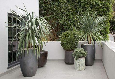 dracaena draco Daniel Nolan, Small Garden Inspiration, Low Water Plants, Easy Patio, Flora Grubb, Modern Pot, Unusual Plants, Garden Elements, Container Garden