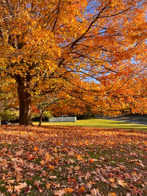 Front Porch Decor Fall, Fall Bedroom Aesthetic, Book Shelf Ideas, Room Fall Decor, Porch Decor Fall, Autumn Living Room, Locker Decorations, Mums Flowers, Autumn Magic