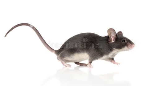 Mouse with a long tail running. On a white background. Macro shoot , #affiliate, #tail, #running, #Mouse, #long, #Macro #ad Pet Mice, Cute Rats, Mouse Rat, Still Life Drawing, Character Poses, Long Tail, Animals Images, Life Drawing, 귀여운 동물