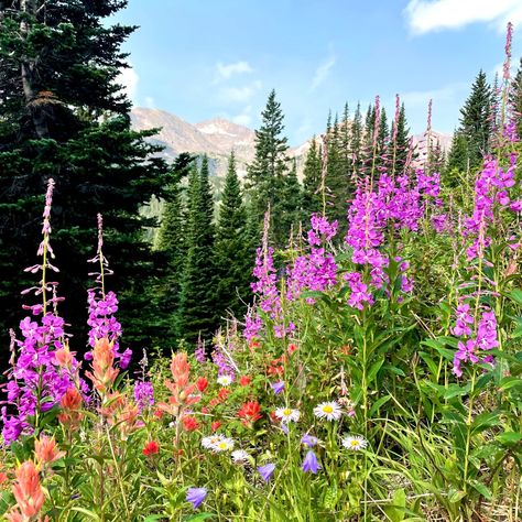 The 5 Best Wildflower Hikes In Colorful Colorado Wildflowers Colorado, Colorado Flowers, Colorado Hikes, Colorado Wildflowers, Visit Colorado, Yellow Wildflowers, North Cascades National Park, Dream Life House, Hiking National Parks