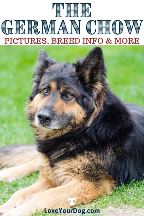 The German Shepherd and Chow mix is a wonderful union! Are you here to determine whether the Chow Shepherd is the right dog for you? Our detailed look at the breed will help you on your mission to find the perfect dog! #LoveYourDog #GermanShepherdMix #ChowMix #ILoveChows #ILoveGermanShepherds #LargeMixBreedDogs #HybridDogs German Shepherd Chow Mix Dogs, Chow Shepherd, German Shepherd Mix Puppies, Goofy Animals, Chow Chow Mix, German Shepherd Mix, Hybrid Dogs, Breed Dogs, Kinds Of Dogs