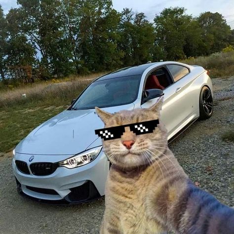 Funny Looking Animals, Gatos Cool, Serie Bmw, Funny Looking Cats, Cat Profile, Cat Selfie, Image Chat, Funny Animal Photos, Silly Cats Pictures