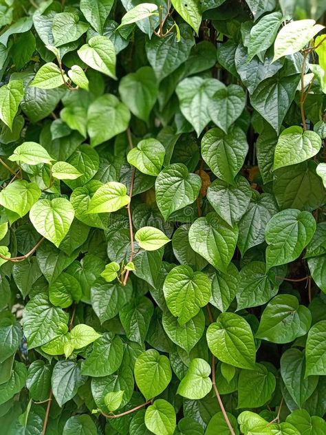 Betel Leaves stock image Betel Leaf, Black And White Photography Portraits, Leaf Images, Photography Portraits, White Photography, Black And White Photography, In The Garden, The Garden, Portrait Photography