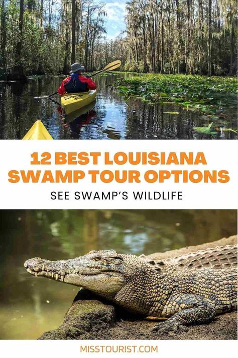 Choose the best Louisiana swamp tour for you and get up close and personal with the incredible wildlife! New Orleans Swamp Tour, Louisiana Swamp, Swamp Tours, Louisiana Bayou, Louisiana Travel, Travel Bucket List Usa, Great River, River Road, Scenic Roads