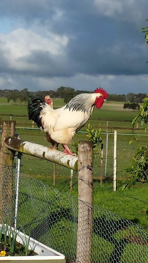 Rooster Breeds, Chicken Pictures, Regenerative Agriculture, Beautiful Chickens, Pakistan Army, Amazing Places On Earth, Photo Art Frame, Living Off The Land, Chickens And Roosters