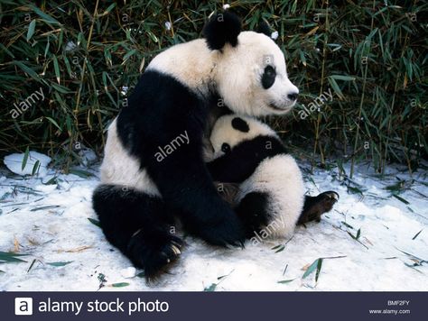 Giant Panda Mother And Cub, Sichuan, China Stock Photo, Royalty Free Image: 29834783 - Alamy Wild Panda, Panda Family, Panda Love, Endangered Animals, Giant Panda, Baby Panda, Cute Panda, Animal Planet, Panda Bear