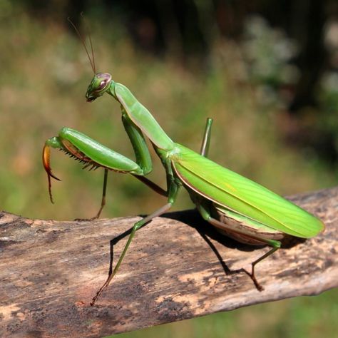 Bugs You Should Never Kill In Your Garden | Reader's Digest Pest Control Plants, Garden Bugs, Cool Bugs, Garden Insects, Beautiful Bugs, Praying Mantis, Earthworms, Creepy Crawlies, Invasive Species