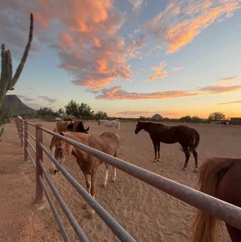 Dude ranches are on the decline – here’s why they offer you a unique vacation — USA TODAY Unique Vacations, Dude Ranch, Vacation Usa, Barn Board, Horse Pictures, Usa Today, Pretty Pictures, Dream Life, Horses