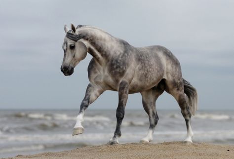 Photo in Painted by Josine Vingerling - Realistic Breyer Photos, Bryer Horses, Horse Show Clothes, Breyer Horse, Clydesdale Horses, Barrel Racing Horses, Horse Inspiration, Custom Horse, Majestic Horse