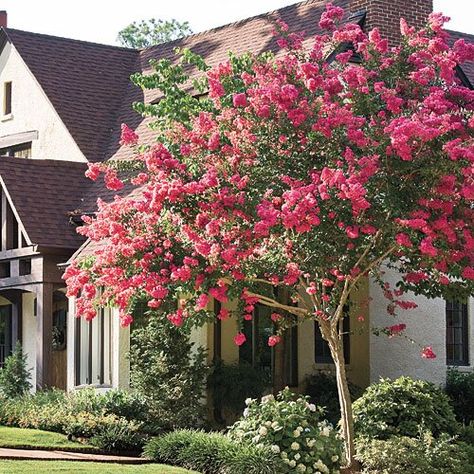 Southern Gardening Tips: Crepe Myrtle, Crape Myrtle, Flowering Trees Crepe Myrtle Trees, Crepe Myrtles, Myrtle Tree, Crepe Myrtle, Garden Stairs, Crape Myrtle, Secret Gardens, Ornamental Trees, Beautiful Flowers Garden