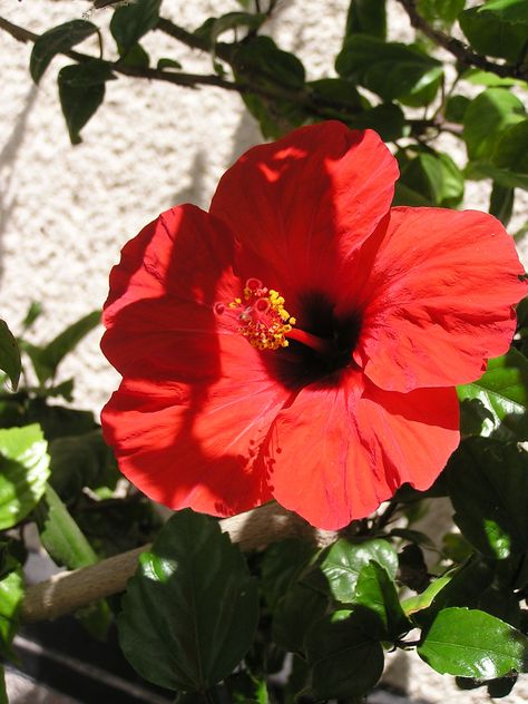 Haiti / Haití:  Chinese hibiscus, China rose, shoe flower / marpacífico, cayena, rosa de China, cuc arda, hibisco, papo, San Joaquín, pacífico, cardenal, flor del beso (Hibiscus rosa-sinensis)  http://en.wikipedia.org/wiki/Hibiscus_rosa-sinensis  http://es.wikipedia.org/wiki/Hibiscus_rosa-sinensis  http://naikainbalance.blogspot.com/2012/03/haitian-treasure-hibiscus-haitis.html?m=1  http://latino.foxnews.com/latino/news/2012/06/01/la-flor-del-hibisco-sera-la-nueva-embajadora-turistica-de-haiti/ Chinese Hibiscus Flower, Propagate Hibiscus, Chinese Hibiscus, Wild Hibiscus, Nails Flowers, China Rose, Red Hibiscus, Petal Pushers, Flower Nail Designs