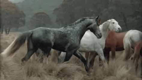 Horses GIF Pretty Horses, Aesthetic Gif, Horse Photography, Horse Love, Horse Girl, Wild Horses, Zebras, Horseback Riding, Beautiful Horses