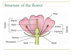 Gumamela Parts, Flower Structure Drawing, Structure Of Flower, Asexual Reproduction In Plants, Reproduction In Plants, Flower Science, Flower Reproduction, Fertilization Process, Onion Flower