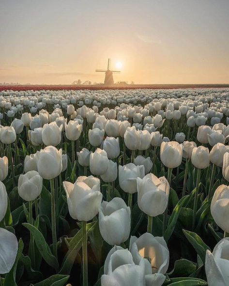 Holland Tulips, Tulips Field, Tulip Fields, Holland, Tulips, Wallpapers