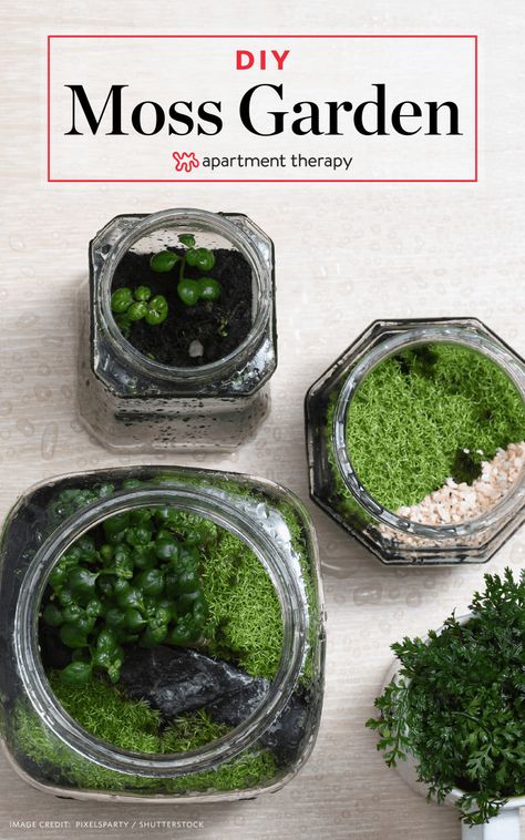 Diy Moss, Growing Moss, نباتات منزلية, Moss Terrarium, Moss Garden, Garden Terrarium, Organic Garden, Terrarium Plants, Terraria