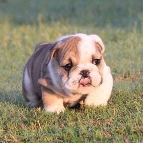 Ok probably the most adorable picture I've ever seen. His stomach hits the ground! Thank you Jesus for dogs. A Puppy, Bulldog Puppies, Cute Creatures, Baby Dogs, English Bulldog, 귀여운 동물, Animals Friends, Pitbull, I Love Dogs