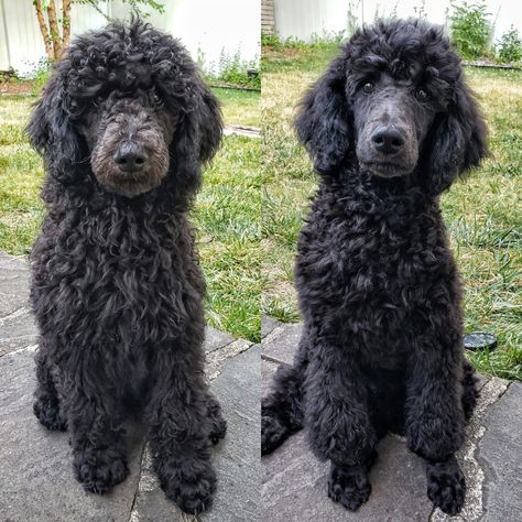 Before and after poodle puppy grooming! Poodle Puppy Black, Standard Poodle Cuts, Poodle Puppy Cut, Standard Poodle Haircuts, Goldendoodle Haircuts, Poodle Haircut Styles, Black Standard Poodle, Puppy Haircut, Poodle Haircut