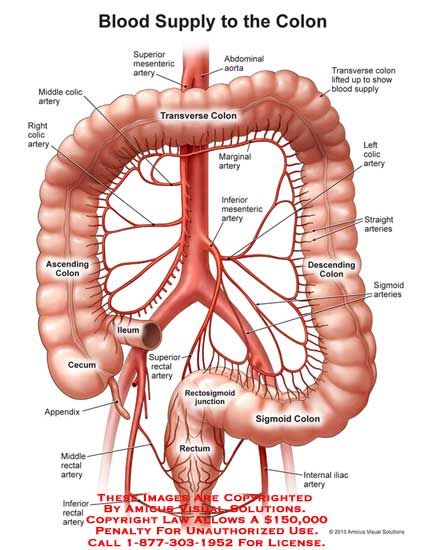 Colon Anatomy, Human Anatomy Model, Human Body Organs, Human Body Facts, Basic Anatomy And Physiology, Biology Facts, Human Body Anatomy, Medicine Student, Human Body Parts