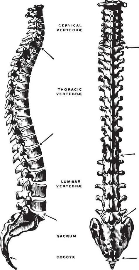 Lateral and Dorsal View of the Vertebral Column, vintage illustration. Vertebral Column Anatomy, Vertebral Column, Illustration Advertisement, Ex Libris, Anatomy Art, Vintage Illustration, Anatomy, Bones, Fun Facts