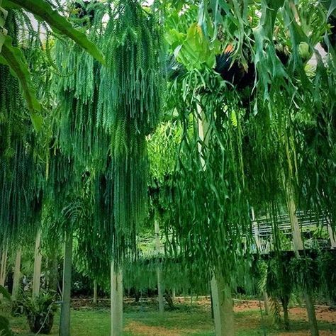 Glasshouse Plants, Tassel Fern, Fern Flower, Ferns Garden, Garden Mini, Fern Plant, Indoor Gardens, Earthship, Hanging Garden