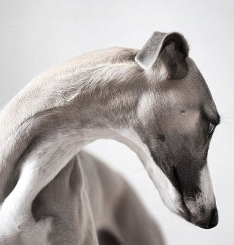 Italian Greyhound Photography, Whippet Photography, Greyhound Photography, Greyhound Racing, Best Apartment Dogs, Whippet Greyhound, Grey Hound, Elegant Dog, Sight Hounds