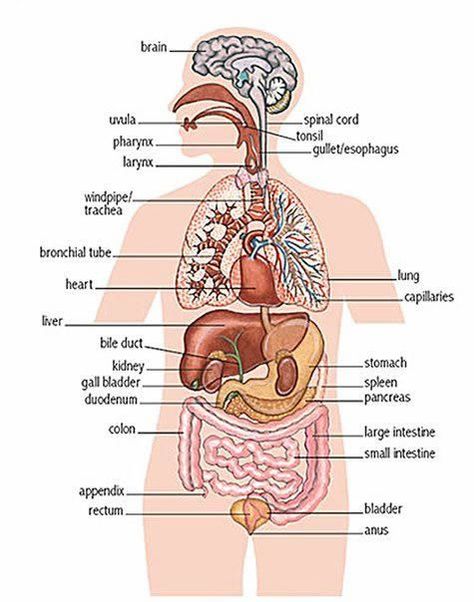 Human Organ Diagram, Human Body Organs Anatomy, Body Organs Diagram, Body Anatomy Organs, Human Anatomy Picture, Human Body Diagram, Human Anatomy Female, Anatomy Organs, Human Body Organs