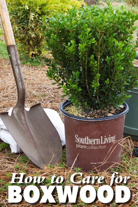 Boxwood Bush, Boxwood Landscaping, Boxwood Tree, Box Wood Shrub, Boxwood Plant, Boxwood Garden, Southern Living Plants, Plant Benefits, Front Landscaping