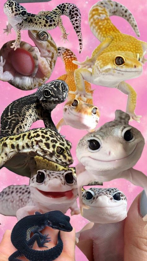 Leopard Gecko Wallpaper, Gecko Wallpaper, Leopard Gecko Cute, Leopard Geckos, Cute Leopard, Leopard Gecko, Gecko, Cute Animals, Animals