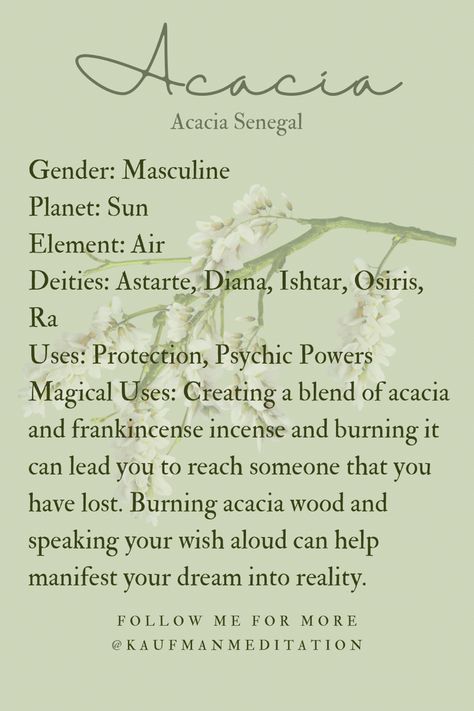 Acacia Magical Properties, Fairy Plants, Herbal Knowledge, Frankincense Incense, Psychic Powers, Herbal Magic, Herbal Teas, Spanish Moss, Ancient Knowledge