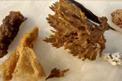 Sponging Up: Cleaning & Preserving Beachcombed Sponges : 10 Steps (with Pictures) - Instructables Cleaning Sea Shells, Sponge Crafts, Natural Sea Sponge, Beach Coral, Clean Ocean, Sponging, Natural Sponge, Sea Sponge, Sea Crafts