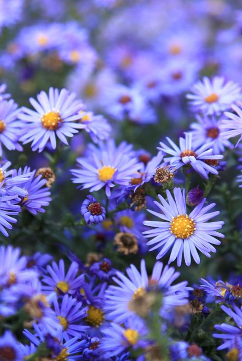 Autumn Flowering Plants, Fall Flowers Garden, Aster Flowers, Plants Uk, Wild Flower Meadow, Aster Flower, 수채화 그림, Flowering Plants, Winter Flowers