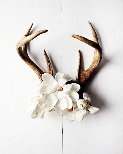 ... Decorating With Antlers, Antler Ideas, Deer Horns, Antler Art, Surf Shack, Oh Deer, Deer Antlers, Western Decor, Boho Home