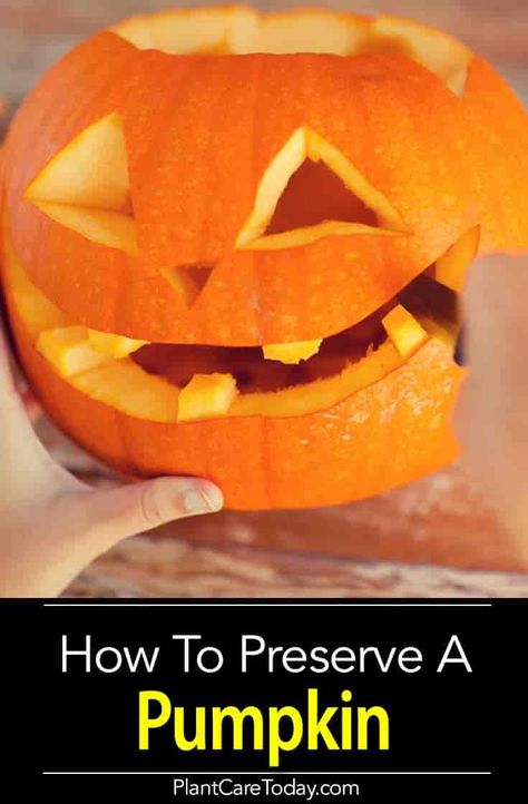 How to preserve a pumpkin from rotting, carved and uncarved. We share what steps to take and make the pumpkin last longer. [7 Tips and Ways] How To Make A Carved Pumpkin Last Longer, Pumpkin Vinegar, Preserve Carved Pumpkin, Preserving Pumpkins, Pumpkin Guts, Tall Pumpkin, 90s Fashion Outfits Hip Hop Party, Carved Pumpkins, Creative Woodworking