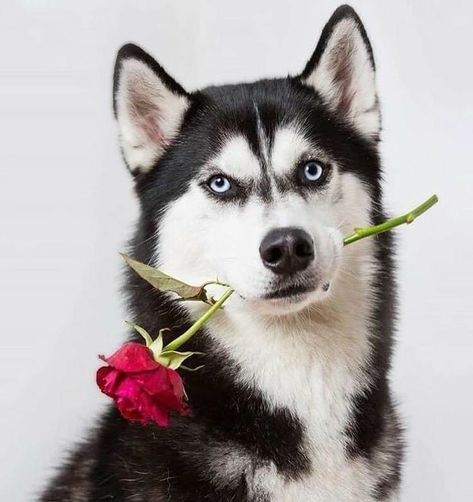 Image St Valentin, Puppy Care Tips, Dog Christmas Pictures, Cute Husky, Valentines Day Dog, Dog Photoshoot, Bonding Activities, Dog Nutrition, Dog Stories