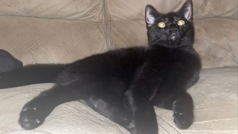 a photo of my black cat laying on my couch, taken with flash so her eyes are reflecting Black Cat Computer Wallpaper, Cuddly Black Cat, Black Cat Lying Down, Black Cat Cuddles Human, Black Cat Cuddles, Cute Black Cat, Cute Black Cats, The Flash, Cute Black