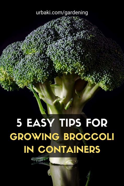 Grow broccoli in containers easily with these 5 tips you'll find in this short video tutorial, and you'll soon be harvesting a crop of broccoli in your garden in no time. Container gardening isn't limited to small vegetables, even a large vegetable plant like broccoli can be grown in a pot on a balcony or patio. #urbakigardening #gardening #broccoli #growbroccoli #broccoliincontainer #vegetables #growvegetables #vegetablescontainers Grow Broccoli, Broccoli Plant, Growing Broccoli, Garden Watering System, Bucket Gardening, Plant Information, Home Vegetable Garden, Planting Vegetables, Mini Garden