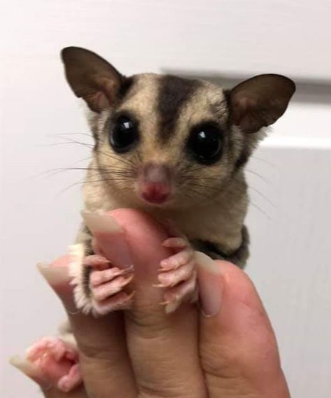 Sugar Glider Aesthetic, Sugar Glider Habitat, Sugar Glider Cute, Cute Sugar Glider, Sugar Glider Pet, Sugar Glider Cage, Cute Animal Tattoos, Tattoo Nature, Sugar Gliders