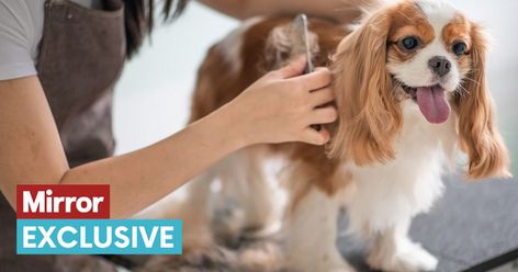 Dog owners urged to take pet to groomers as it could save their life - Mirror Online Mobile Pet Grooming, Hair Of The Dog, Pet Grooming Salon, Pet Spa, Dog Salon, Pet Boarding, Grooming Salon, Spaniel Dog, Dog Wear