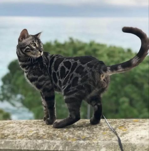 Guide To Silver Bengal Cats Cat Pose Photography, Cats Reference Photos, Morph Inspo Warrior Cats, Cat Poses Photography, Cat Pose Reference Photos, Cat Dynamic Pose, Cat Poses Reference, Pretty Cats Unique, Cat Reference Poses