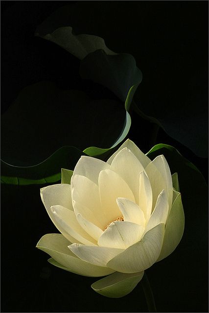 Lotus Flower Macro Lily Lotus, Lotus Blossom, Gardening Supplies, Flower Beauty, Flowers Nature, Beautiful Blooms, Water Lilies, Love Flowers, White Flower