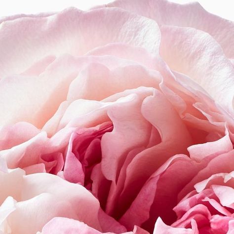 AERIN Beauty on Instagram: "The beauty and versatility of the rare hundred-petalled Rose Centifolia inspires AERIN’s Rose Premier Collection. #AERIN #AERINBeauty" Lancome Campaign, August 28, Cozy Outfit, The Beauty, Paradise, Roses, On Instagram, Beauty, Instagram